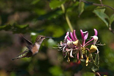 Rufous Hummingbird juvenile