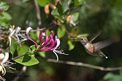 Rufous Hummingbird juvenile