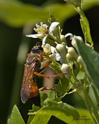 Great Golden Digger Wasp (Sphex ichneumoneus)