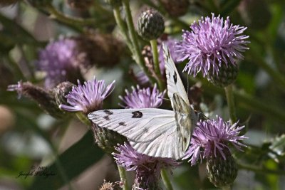 Checkered White