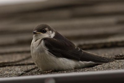 Violet-green Swallow fledgling