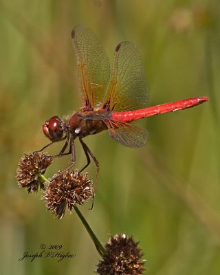 Cardinal Meadowhawk (Sympetrum illotum)