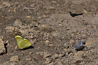 Pink-edged Sulpher and Western Tailed Blue