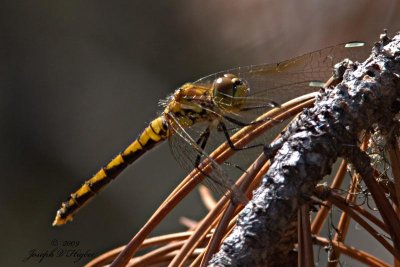 Sympetrum danae female