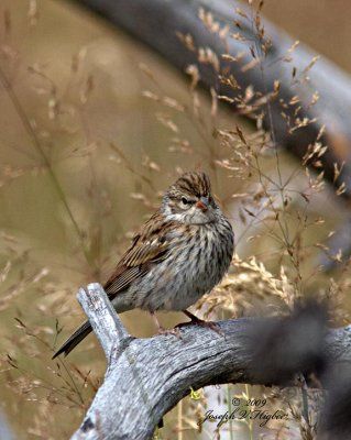 Chipping Sparrow juvenile