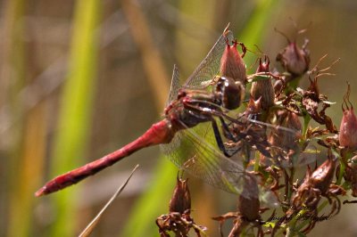 Sympetrum vicinum