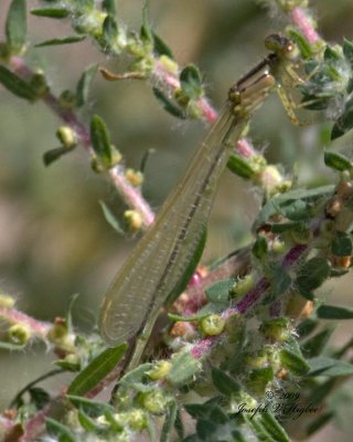 Enallagma Annexum or Boreale female