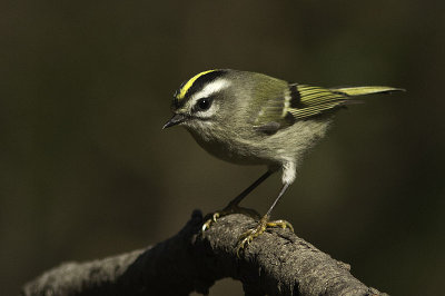 Golden-crowned Kinglet