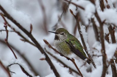 Anna's Hummingbird