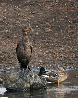 Double-crested Cormorant