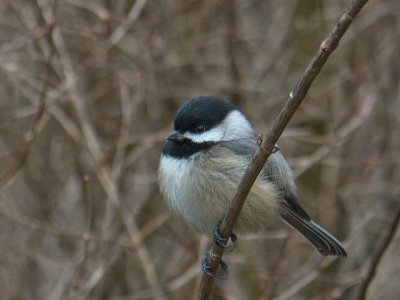 Black-capped Chickadee