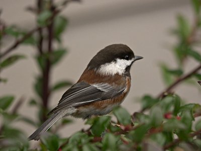 Chestnut-backed Chickadee