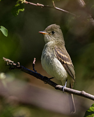 Willow Flycatcher