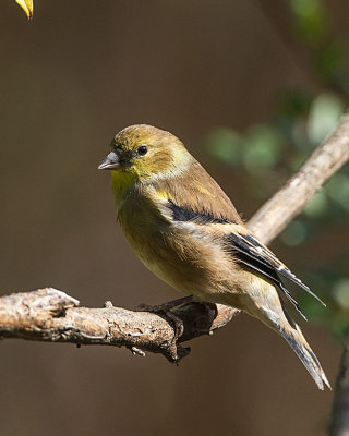 American Goldfinch