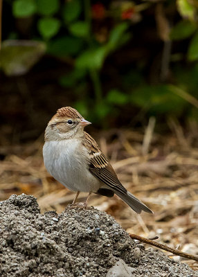 Chipping Sparrow