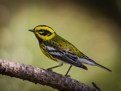 Townsends Warbler