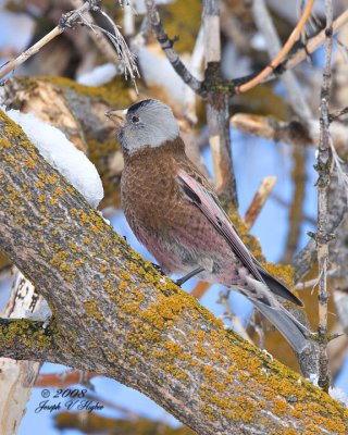 Gray-crowned Rosy Finch