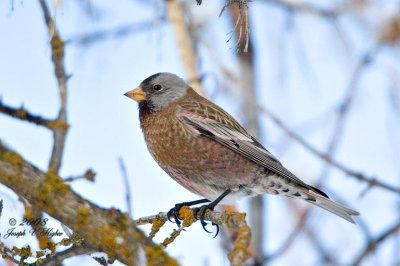 Gray-crowned Rosy Finch