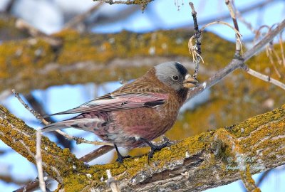 Gray-crowned Rosy Finch