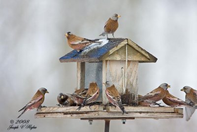 Gray-crowned Rosy Finch on feeder