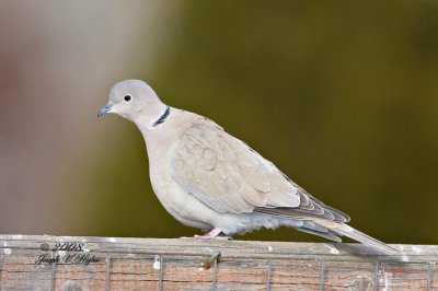 Eurasion Collared Dove
