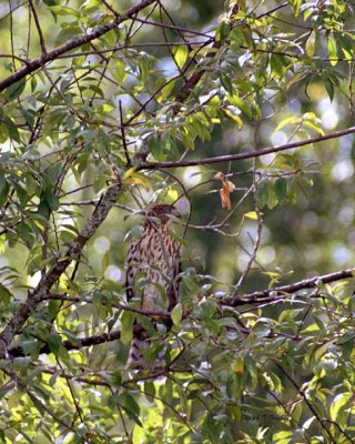 Cooper's Hawk juvenile