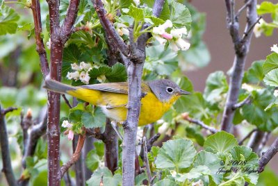 Nashville Warbler