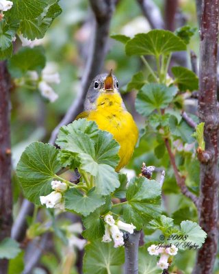 Nashville Warbler