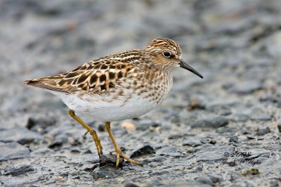 Least Sandpiper