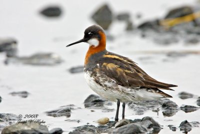 Red-necked Phalarope female