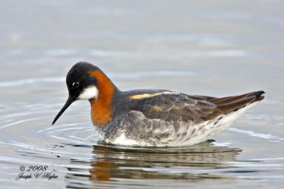 Red-necked Phalarope female