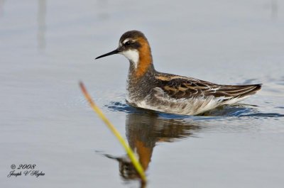 Red-necked Phalarope male