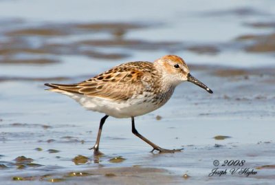 Western Sandpiper