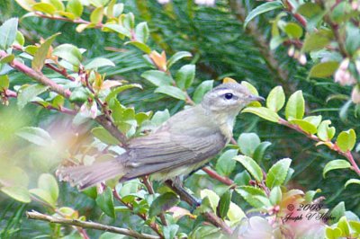 Warbling Vireo