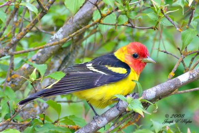 Western Tanager