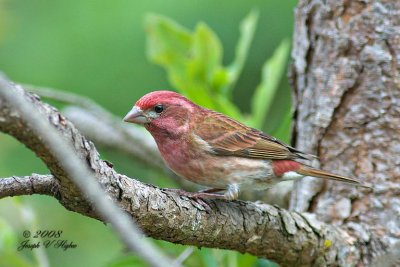 Purple Finch