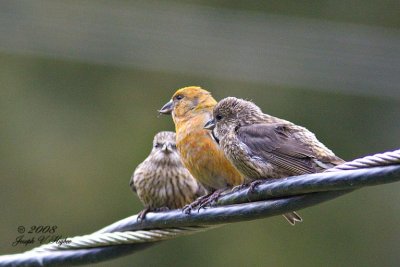 Red Crossbill with juveniles