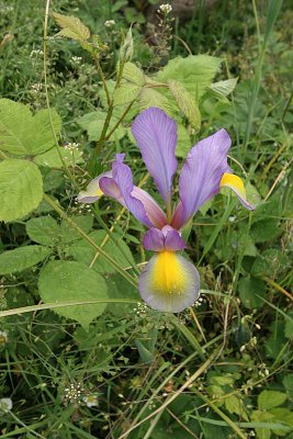found in the weeds.jpg