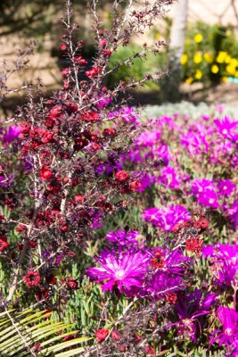 backyard flowers1