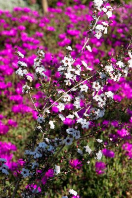 backyard flowers2