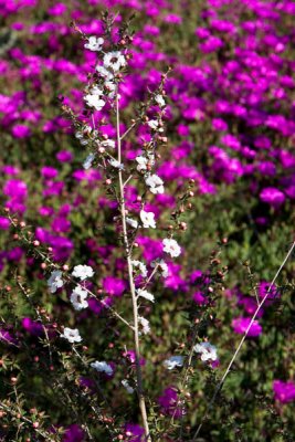 backyard flowers3