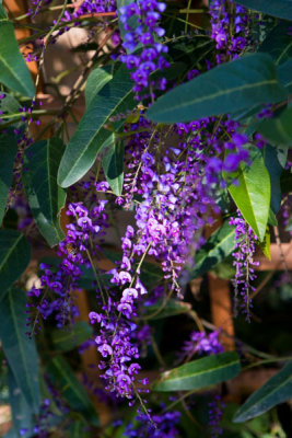 backyard flowers4