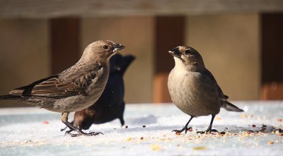 birds