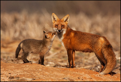 red_fox_2009