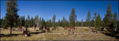 Mules at the camp site