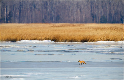 Fox On Ice