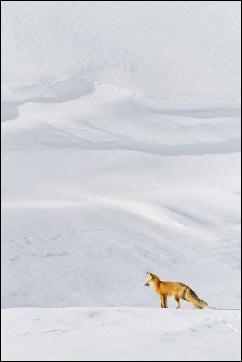 Foxprofile-email.jpg