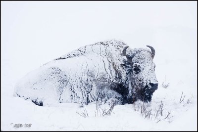 Bison In Snow