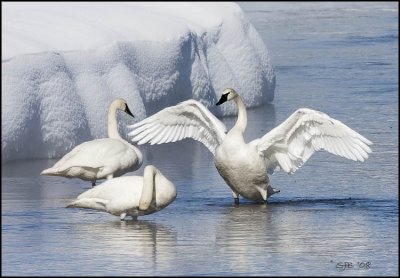 Trumpeter Swans