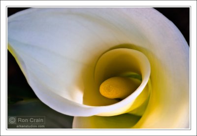 Calla Lily (Zantedeschia aethiopica)